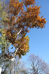 Obraz premium maple in autumn in park