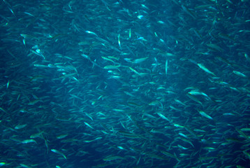 Fototapeta na wymiar Anchovy colony in deep blue ocean. Massive fish school undersea photo.