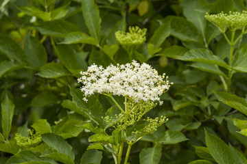 Flowers of European elderberry in the late spring