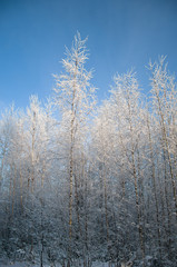 frosted birch trees on the background of clear sky