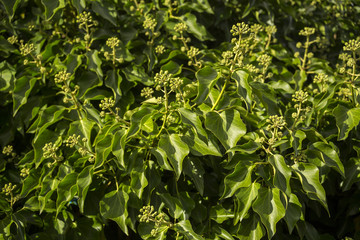 Obraz premium Buds of the common ivy