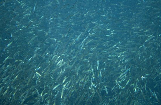 Massive fish school undersea photo. Huge fish school swimming in seawater.