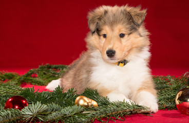 Dark-sable Collie-Welpe liegt auf Tannenzweigen