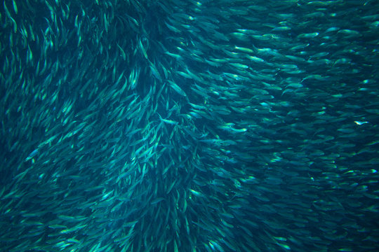 Sardine fish colony in ocean water. Massive fish school undersea photo.