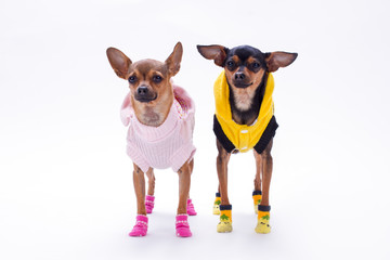 Russian toy-terrier and chihuahua. Cute couple of mini purebred dogs dressed in fashion apparel standing over white background, studio shot.