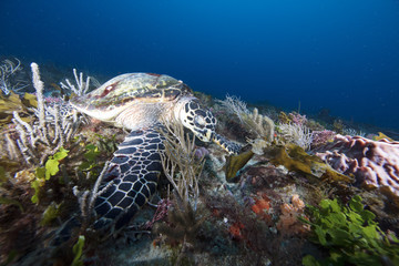 Hawksbill Sea Turtle (Florida)