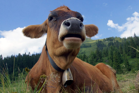 Cow Portrait. Cow With Pretty Bell Lying In The Grass In Front Of Mountains. 