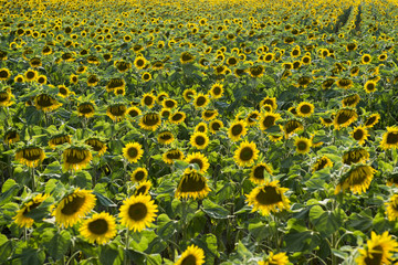 Obraz premium Sunflower background