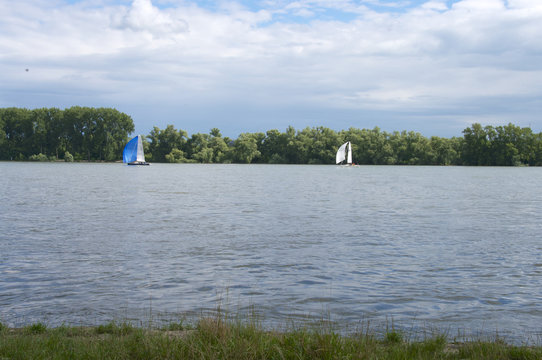 Segelboote auf dem Rhein bei Wiesbaden