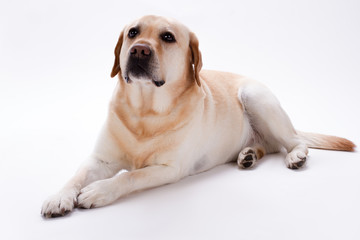 Young retriever labrador, studio shot. Blonde labrador retriever lying on white background. Adorable purebred dog.