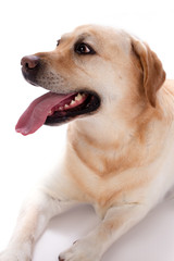 Young labrador retriever, studio portrait. A yellow Labrador retriever dog with a stick out tongue lying isolated on white background, close up studio shot.