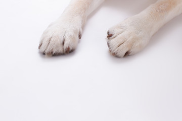 Fototapeta premium Dogs paws isolated on white background. Blonde labrador retriever dog paws over white background, cropped image.