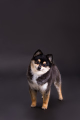 Cute little dog, studio shot. Two-colour pomeranian spitz posing on dark background. Pedigreed domestic fluffy dog.