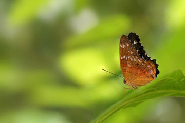beautiful tropical butterfly sitting on a leaf