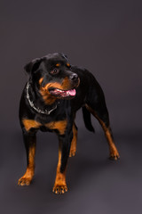 Rottweiler portrait in the studio. Young and strong one month old rottweiler dog standing on dark...
