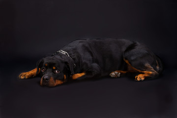 Rottweiler lying on dark background. Young adorable rottweiler dog lying in studio. Cute rottweiler with beautiful eyes.