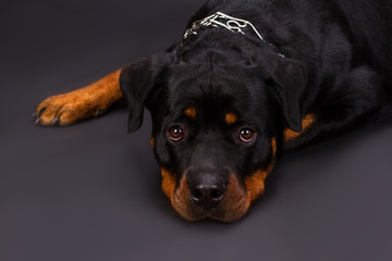 Portrait of beautiful young rottweiler dog. Cute rottweiler with beautiful eyes lying on dark background, close up studio shot. Purebred adorable rottweiler.