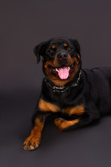 Beautiful portrait of young rottweiler dog. Studio shot of cute happy rottweiler lying in studio and looking at camera.