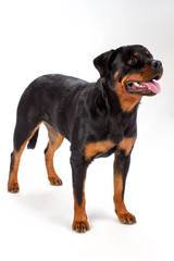 Rottweiler standing on white background. Studio shot of young lovely rottweiler dog isolated on white background. Cute pedigree dog.