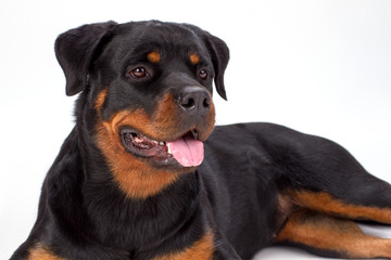 Close up studio portrait of rottweiler dog. Young beautiful rottweiler lying isolated on white background, studio shot close up. Pedigree domestic protection.