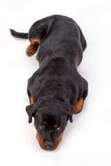 Beautiful rottweiler dog, top view. Studio shot of young lying rottweiler dog isolated on white background. Large and dangerous dog.