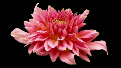 dahlia flower