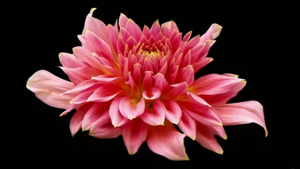 Deurstickers dahlia flower © Mary Minton-Wilber