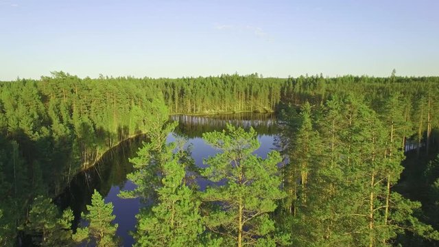 Flying over pine tops by a forest lake