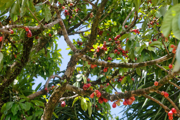 Les nombreuses pommes d'eau ou pommes d'amour sont bien mûres en Guyane française