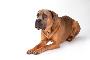 Obraz premium Close up portrait of mastiff cane corso. Brown cane corso dog lying isolated on white background, studio shot.