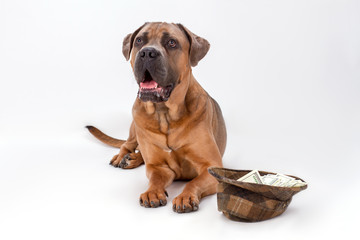 Obraz premium Studio portrait of cane corso and hat with money. Young italian mastiff cane corso and hat with currency isolated on white background, studio shot.