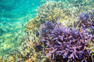 Fototapeta na wymiar Coral reef and fish in tropical seashore. Undersea landscape photo.
