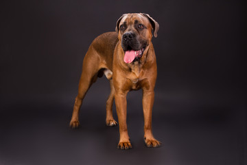 Cane corso italian dog, studio shot. Adorable brown cane corso dog standing on dark studio background.