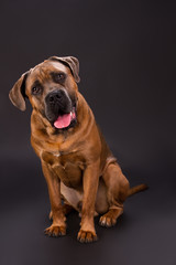 Cute youg cane corso dog. Puppy Cane Corso sitting on dark studio background close up. Beautiful and strong dog.