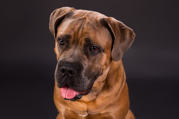 Adorable cane corso, close up portrait. Lovely young italian mastiff boxer cane corso dog on dark studio background close up. Huge and powerful defender.