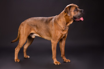 Powerful and dangerous pedigreed dog. Strong and beautiful brown cane corso italiano dog on dark studio background, profile view.