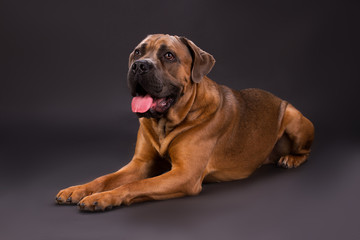 Obraz premium Lying cane corso, studio shot. Close up studio portrait of young brown cane corso italiano dog lying on dark background. Huge and dangerous dog.