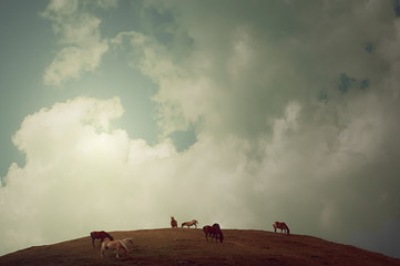 horses on a hill under the clouds