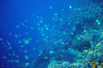 Coral reef wall with tropical fish. Undersea landscape. Fauna and flora of tropical shore.