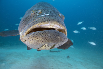 Goliath Grouper (Florida)