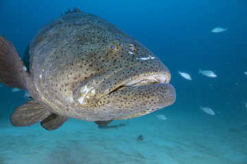 Goliath Grouper (Florida)