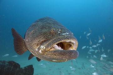 Goliath Grouper (Florida)