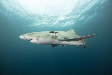 Lemon Shark (Florida)