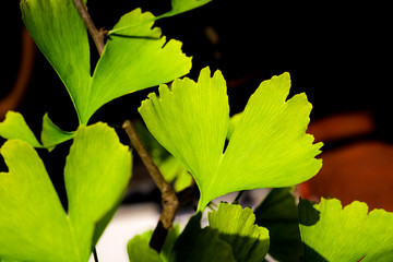 Gingko leaves