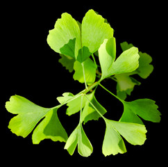 Gingko leaves