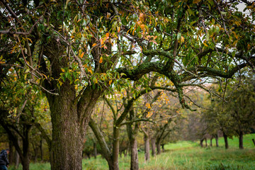 Fototapeta premium Apple tree