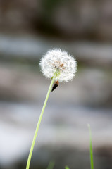 Seed head of a dandelion plant