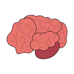 Human brain isolated icon vector illustration graphic design