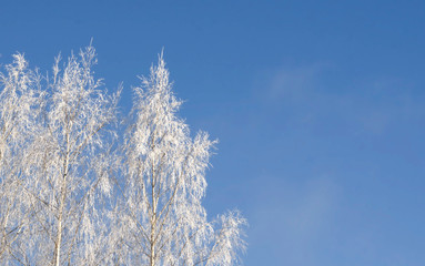 Obraz na płótnie Canvas frosted birch on blue sky background