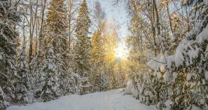 CINEMAGRAPH, 4k, falling snow in the winter forest, loop